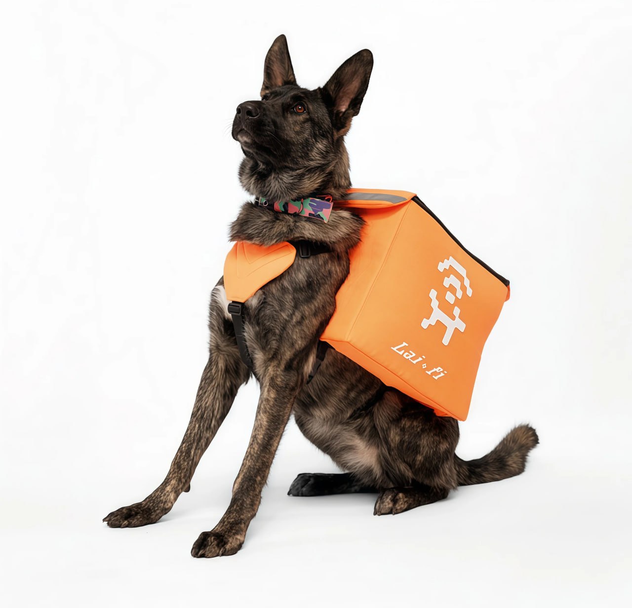 В Екатеринбурге запустили проект «Лай-фай» с бездомными собаками